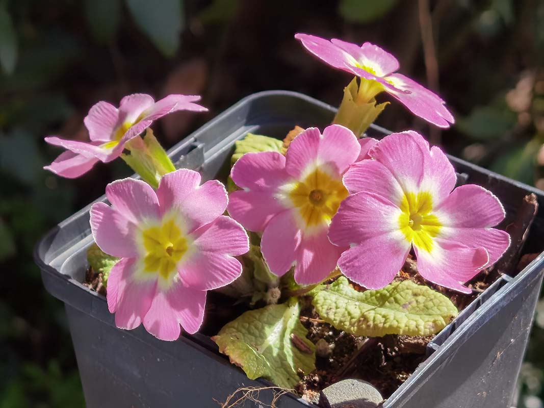 Primula vulgaris ssp rubra
